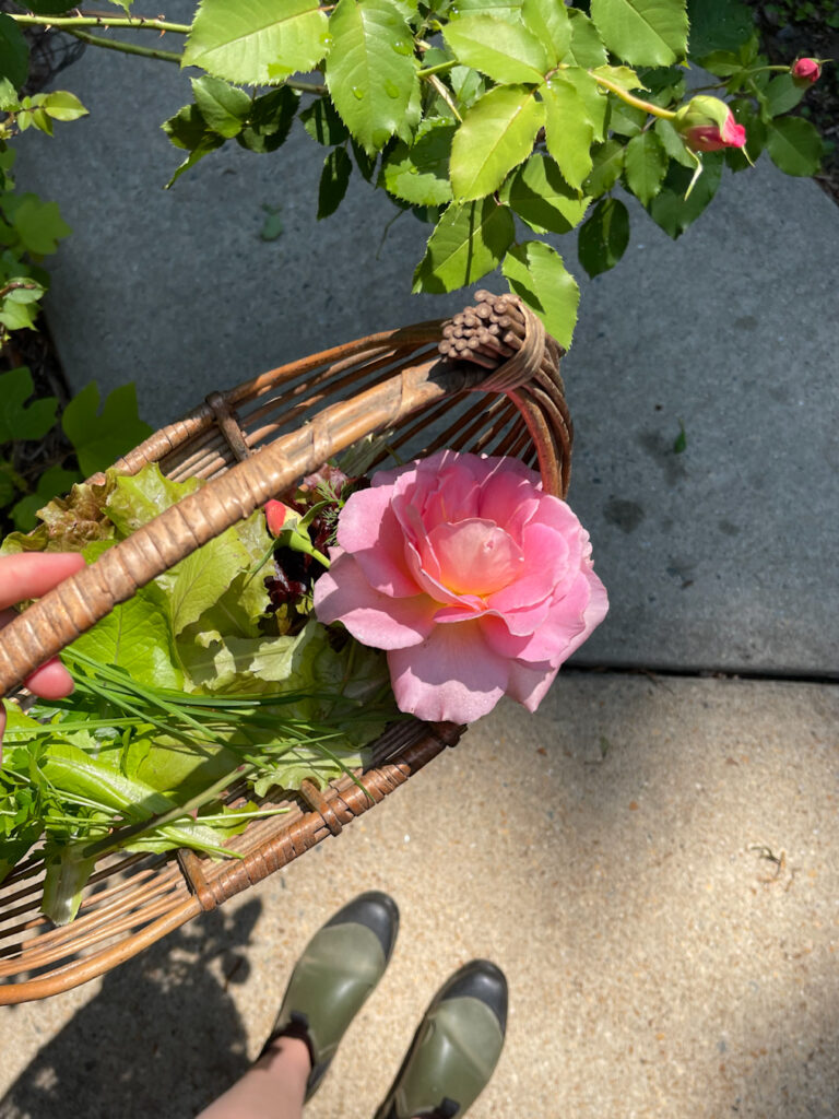 a photo of a hand woven basked being held with a spring garden harvest of roses, chives and lettuce in dappled sunshine